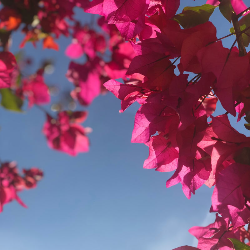 Sunbird-petal-&-vine